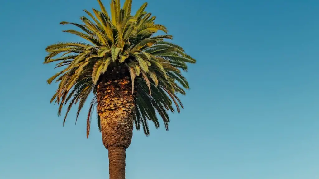 How does a palm tree grow?