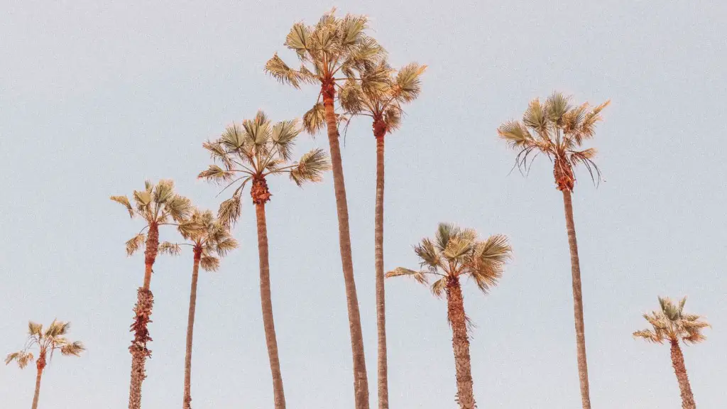 Why Palm Tree Leaves Turning Brown