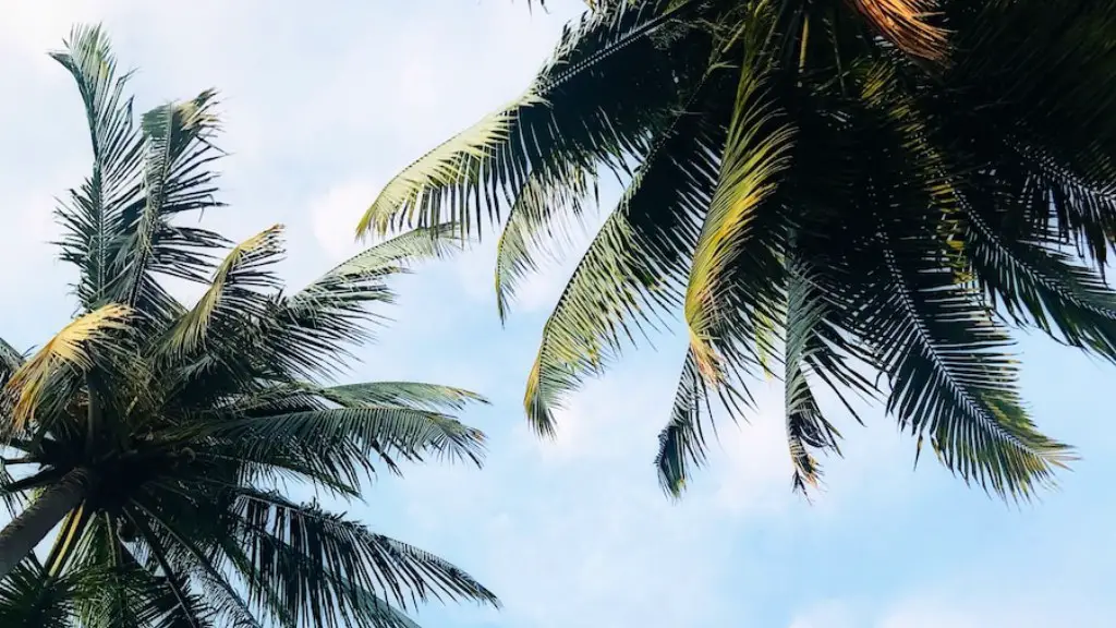 How To Skin A Palm Tree Trunk