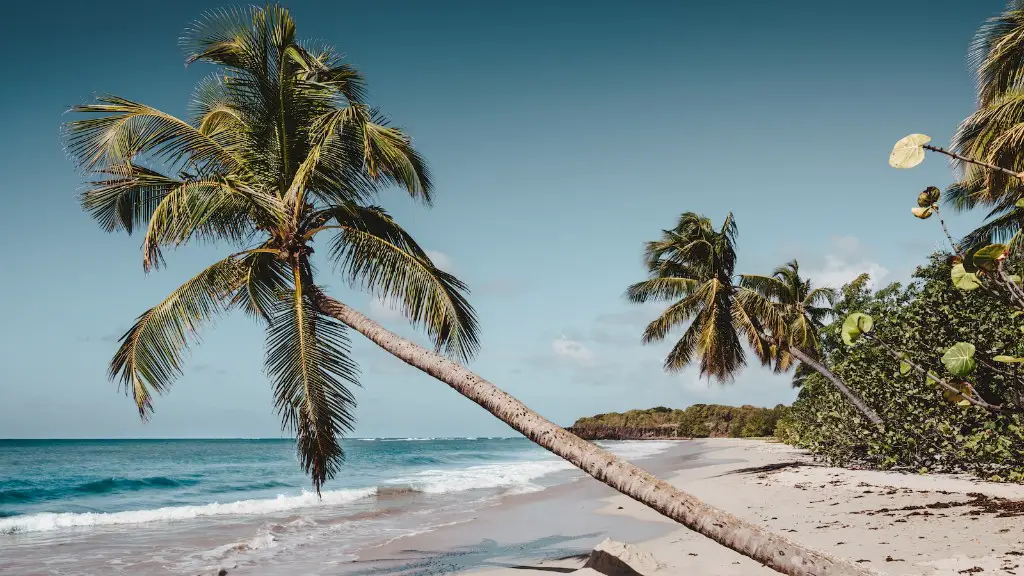 Can cats eat palm tree leaves?